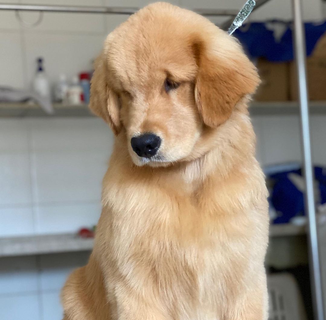 Golden retriever puppies for sale san Diego