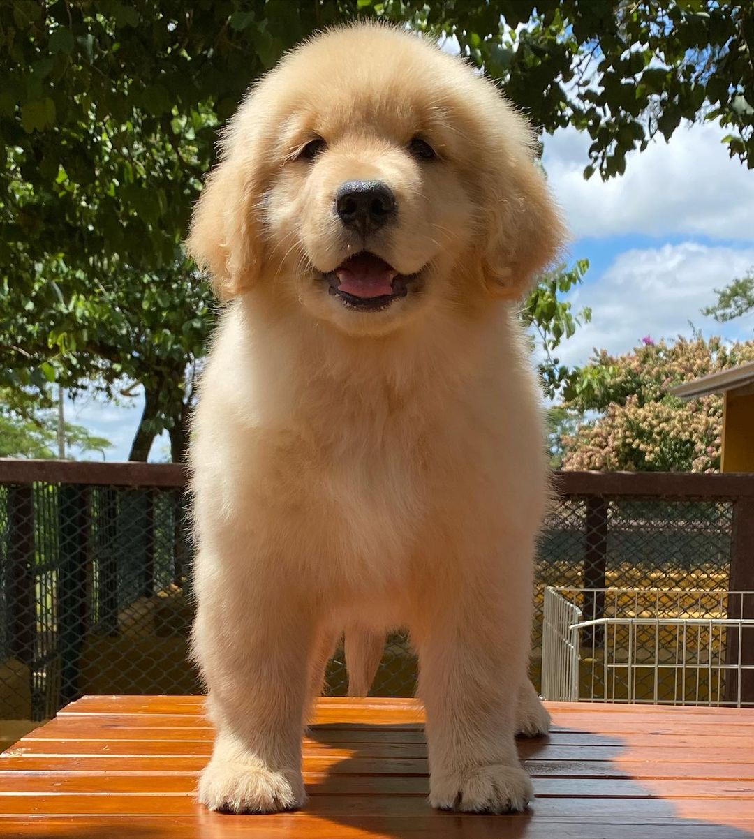 golden retriever puppies for sale Sacramento