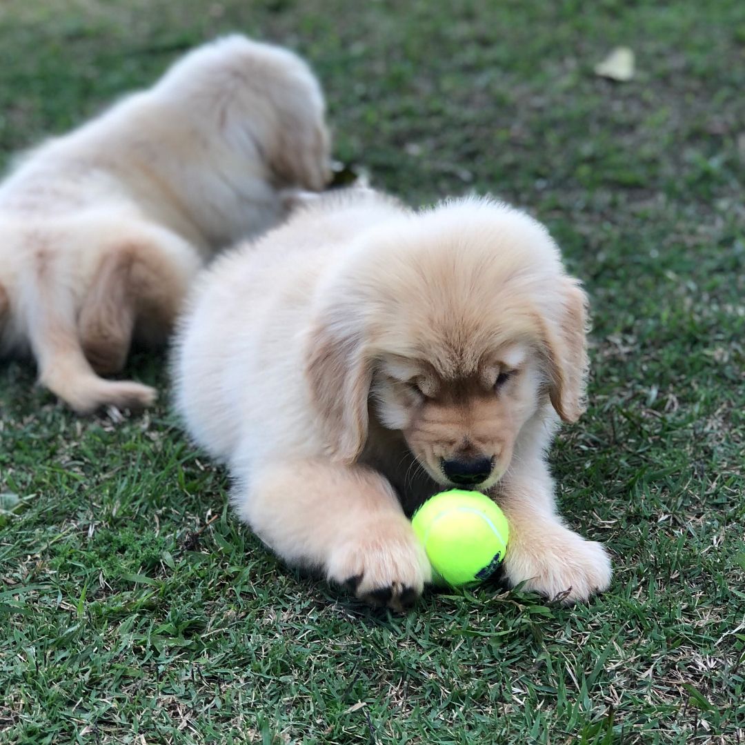 gffkennel_1644563655495101.jpg