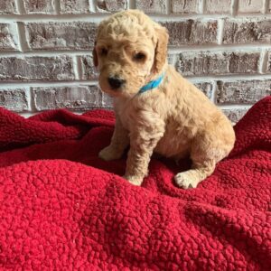 small goldendoodle puppies for sale
