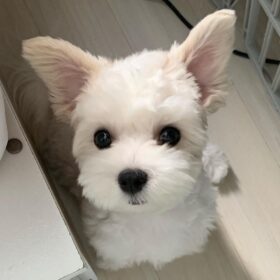 puppy for sale Maltese puppy for sale Maltese