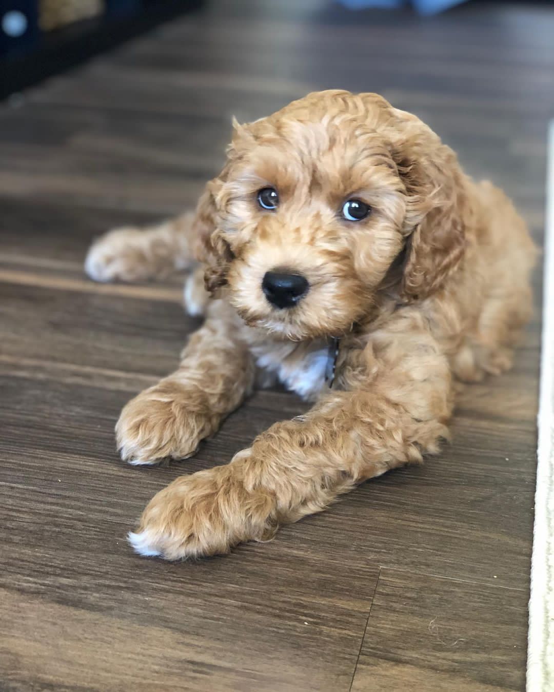 its.mapledoodle-20220208-0004