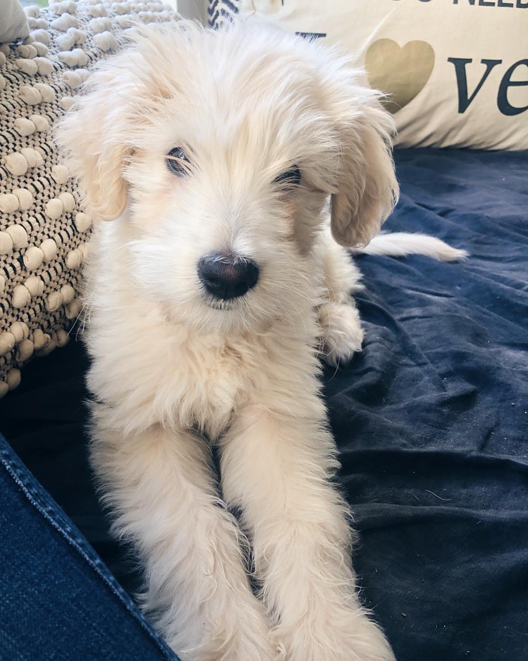 kingarthurthedoodle-20220228-0001 (1)