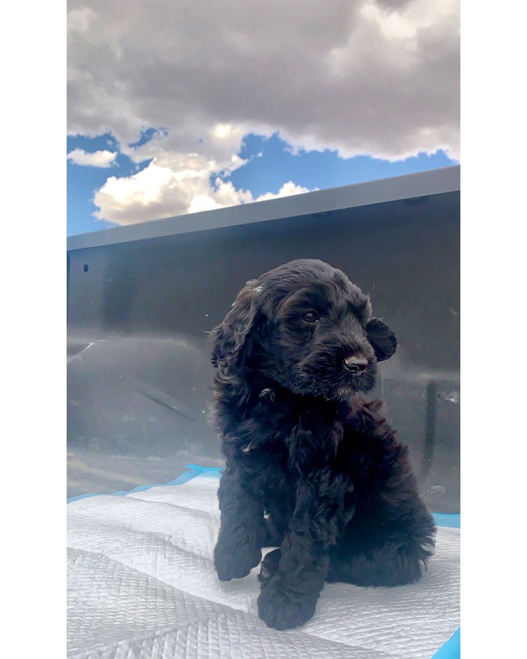 goldendoodle puppies for sale indiana