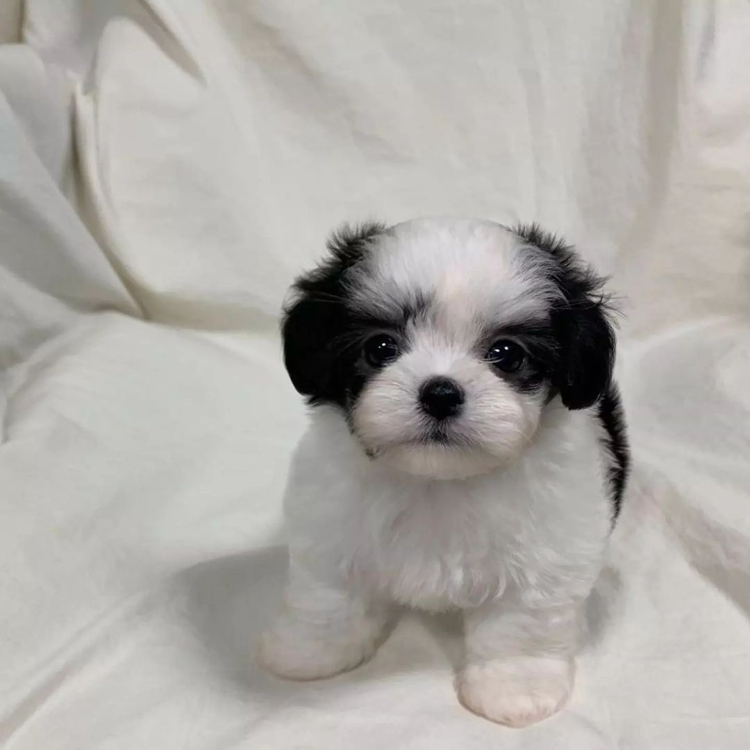 Maltipoo puppies for sale near me
