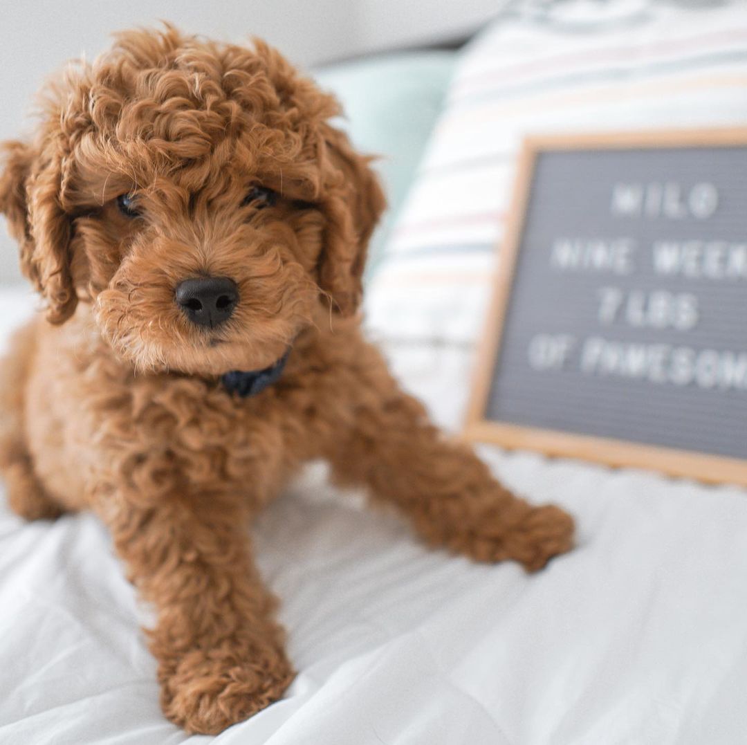 golden doodles for adoption golden doodles for adoption