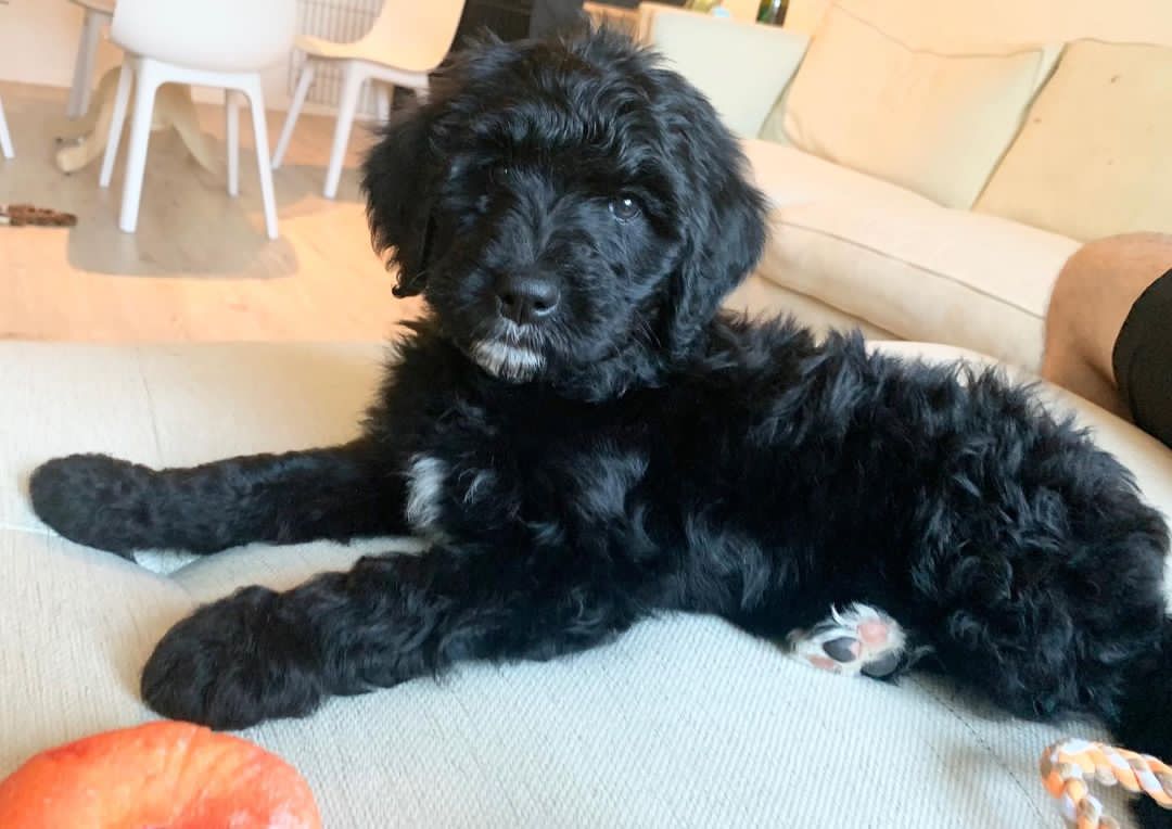 f1b goldendoodle puppies for sale near me