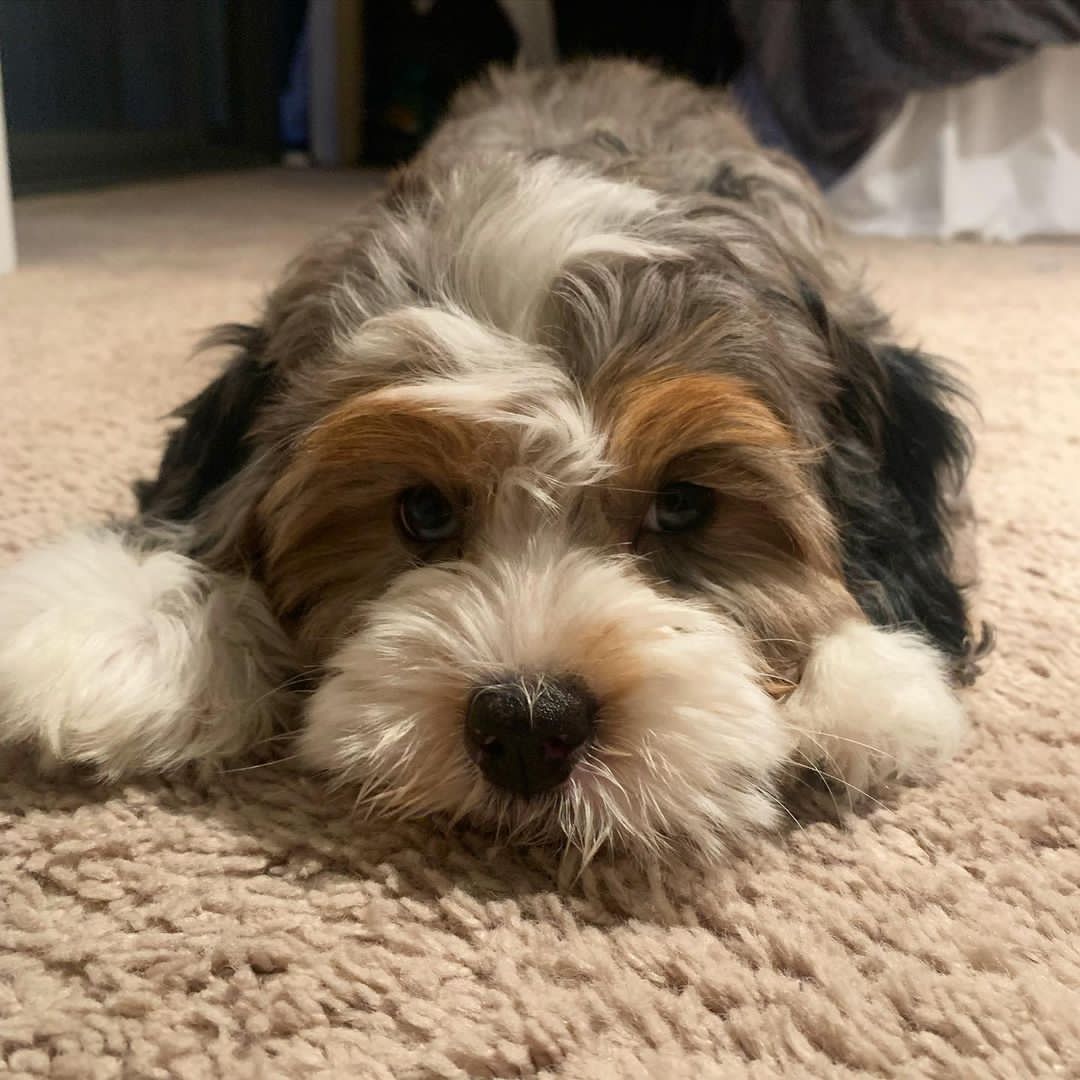 pepperthepup._-20220205-0001