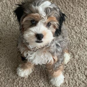 teacup goldendoodle puppies for sale