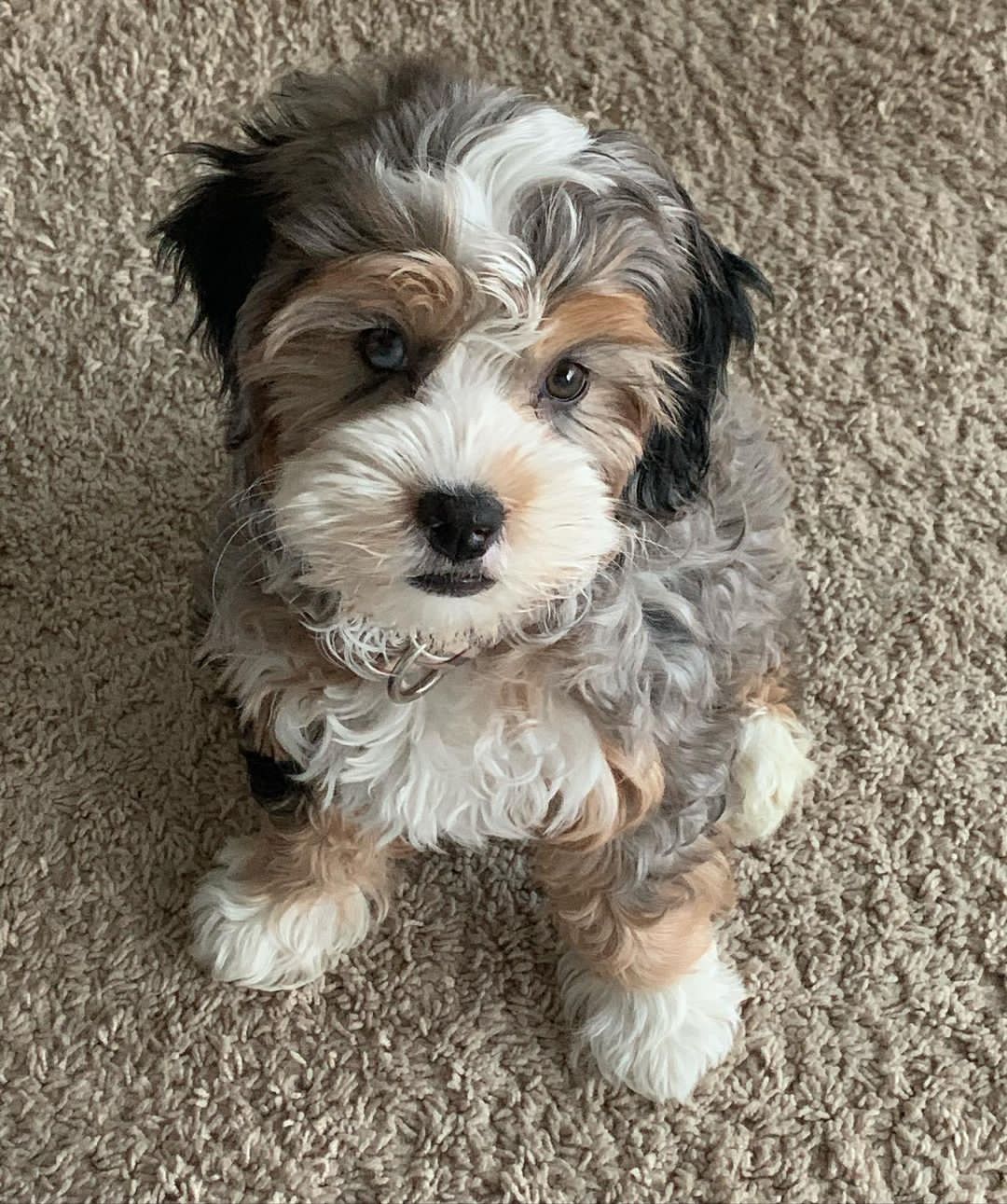 teacup goldendoodle puppies for sale