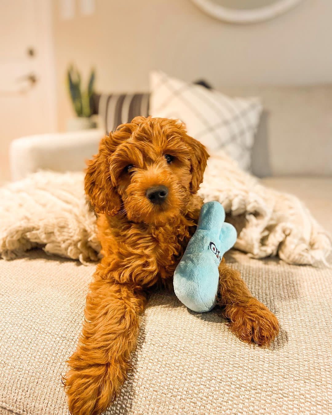 goldendoodle puppies for sale california