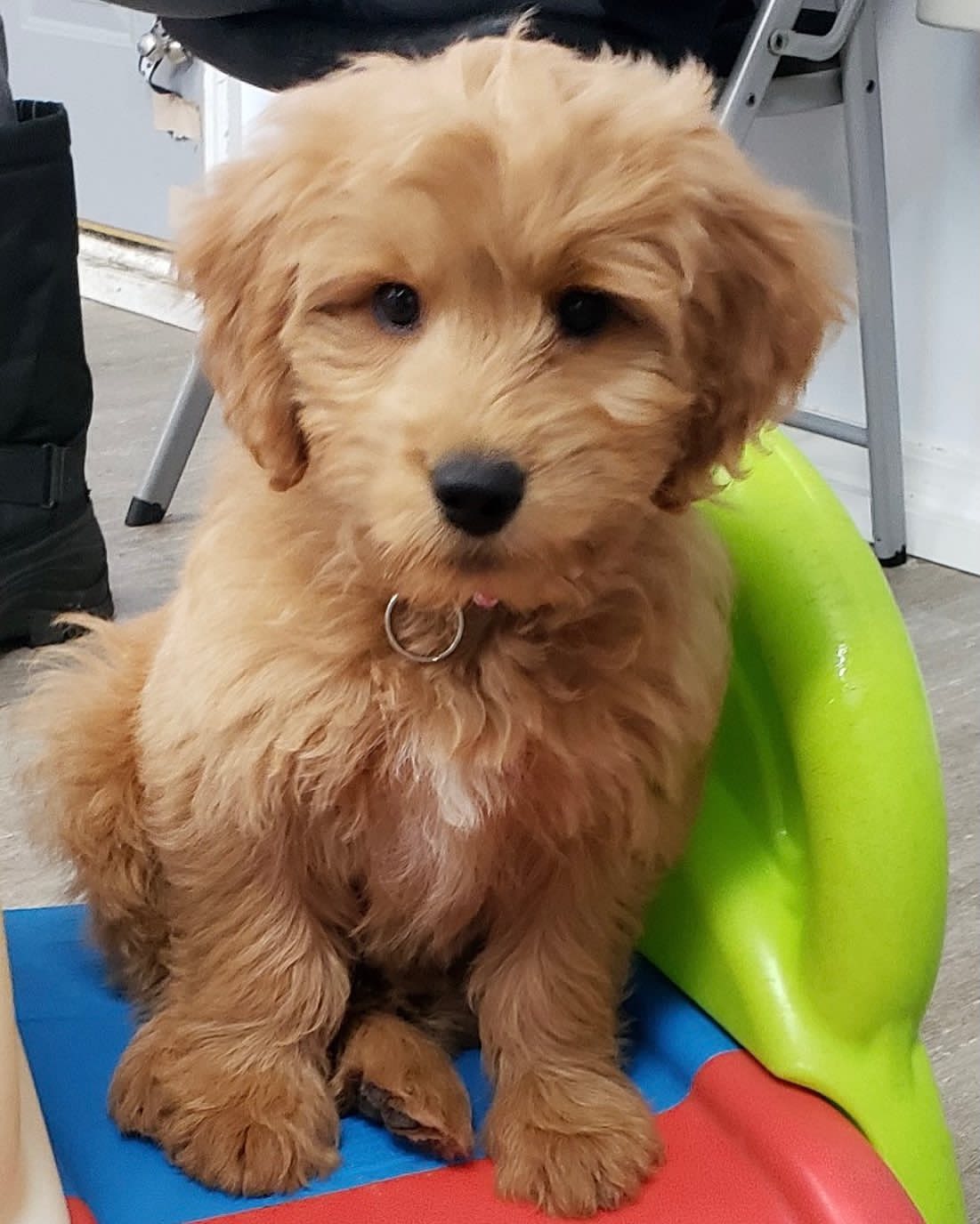 teacup goldendoodle teacup goldendoodle