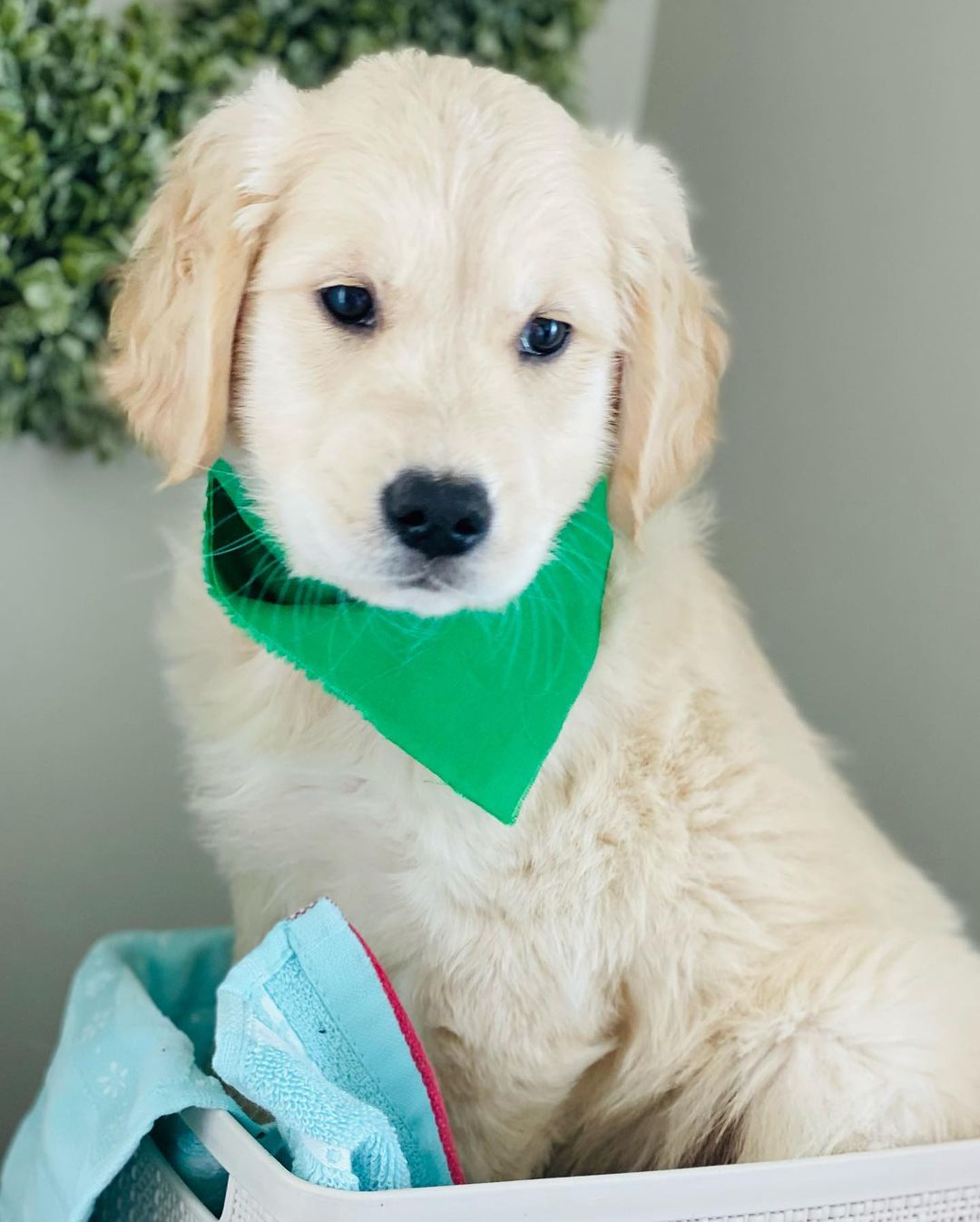 Golden retriever puppies near me for adoption