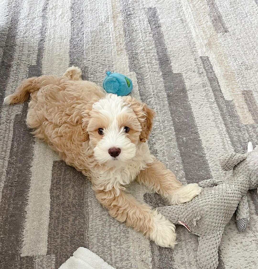 waffles.labradoodle-20220225-0010