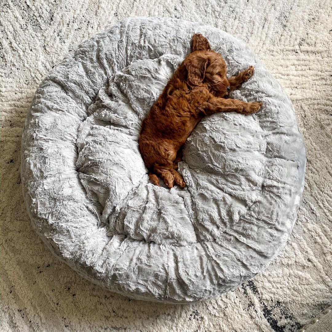 goldendoodle puppies for sale craigslist goldendoodle puppies for sale craigslist